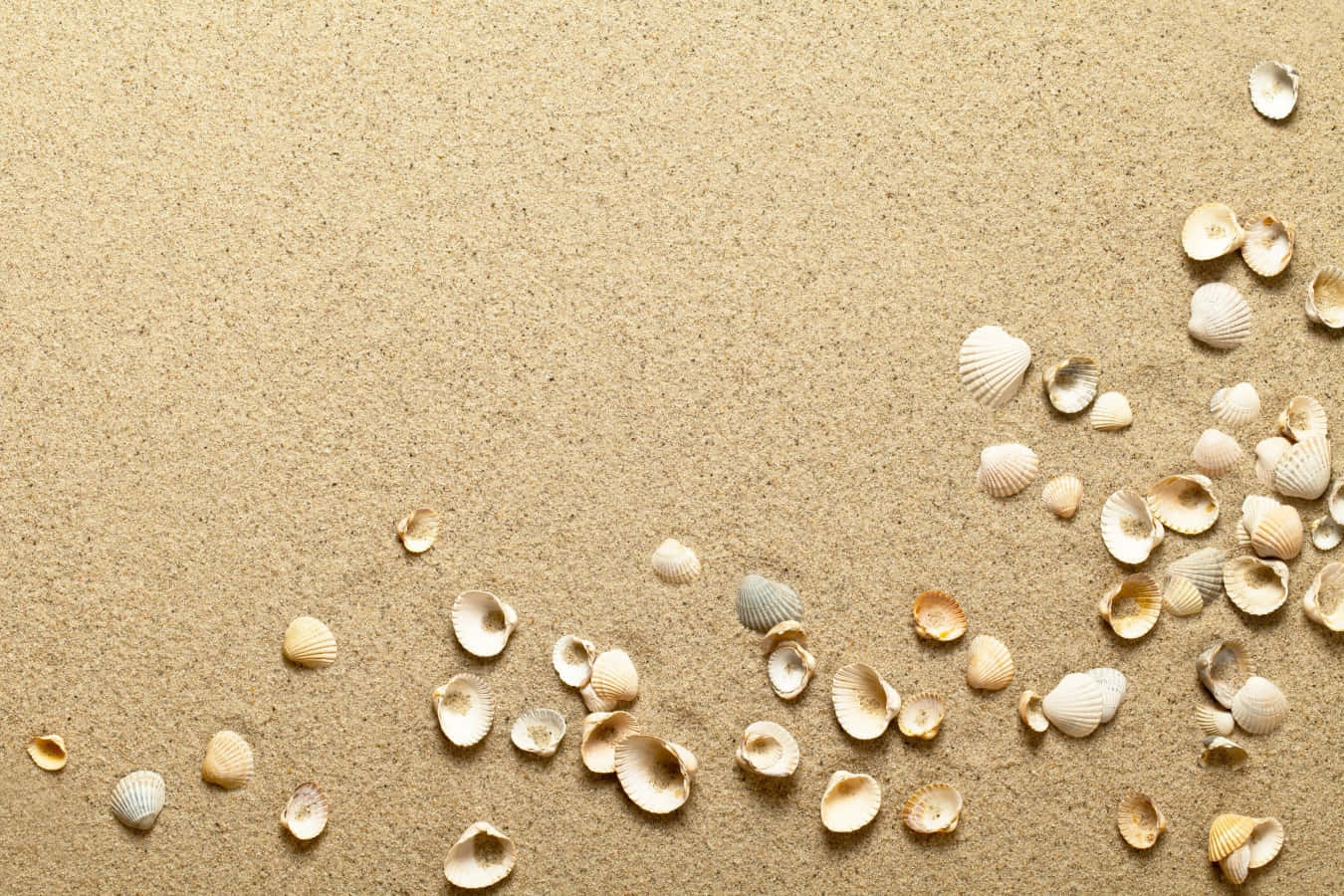 Fotodi Conchiglie Posizionate Sulla Sabbia