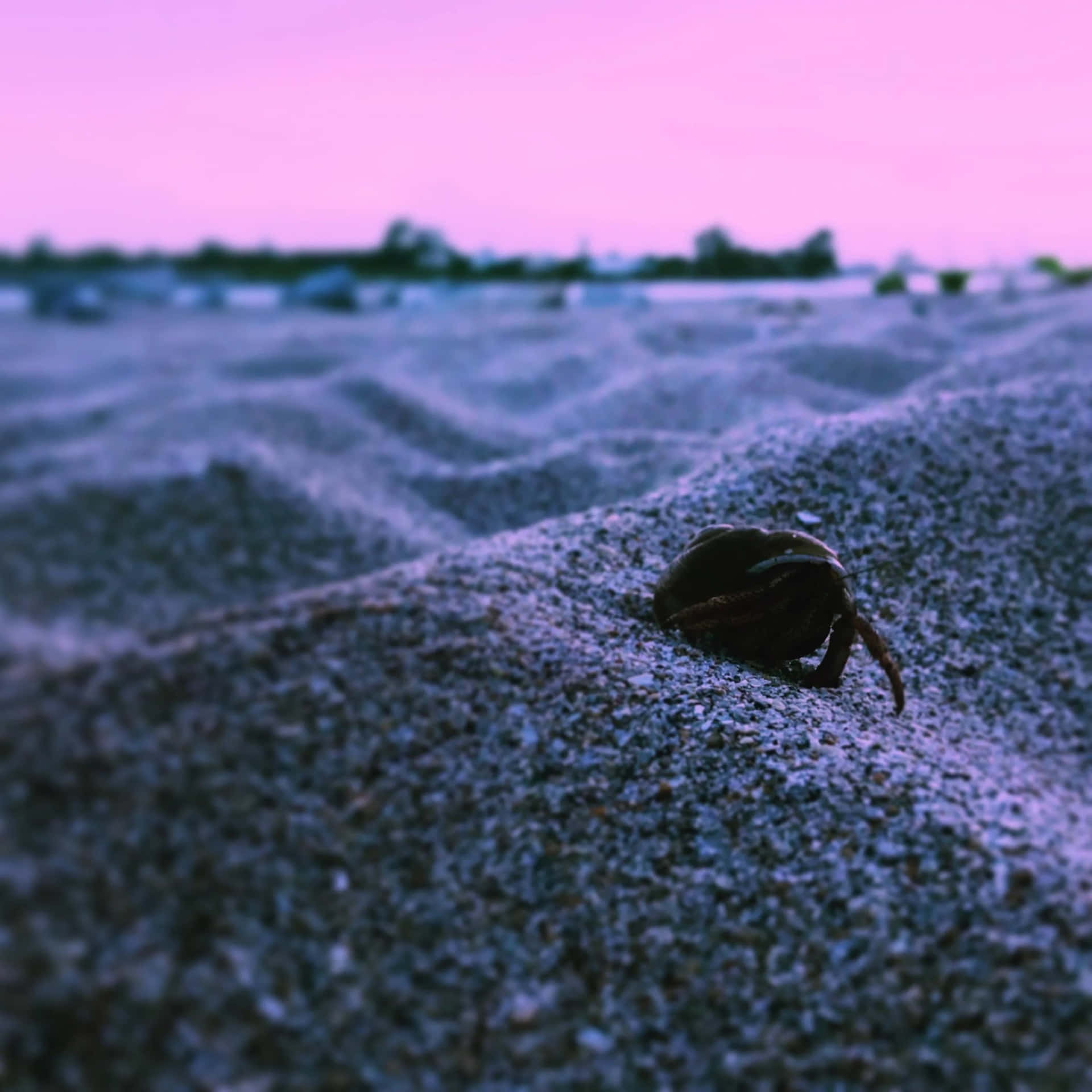Krabbe Grave på Sand Billed Tapet