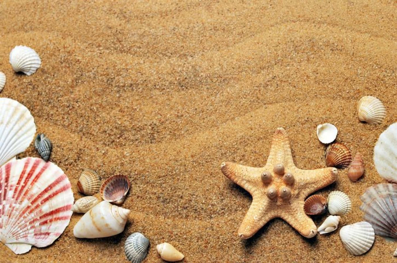 Bildvon Muscheln Und Seesternen Im Sand