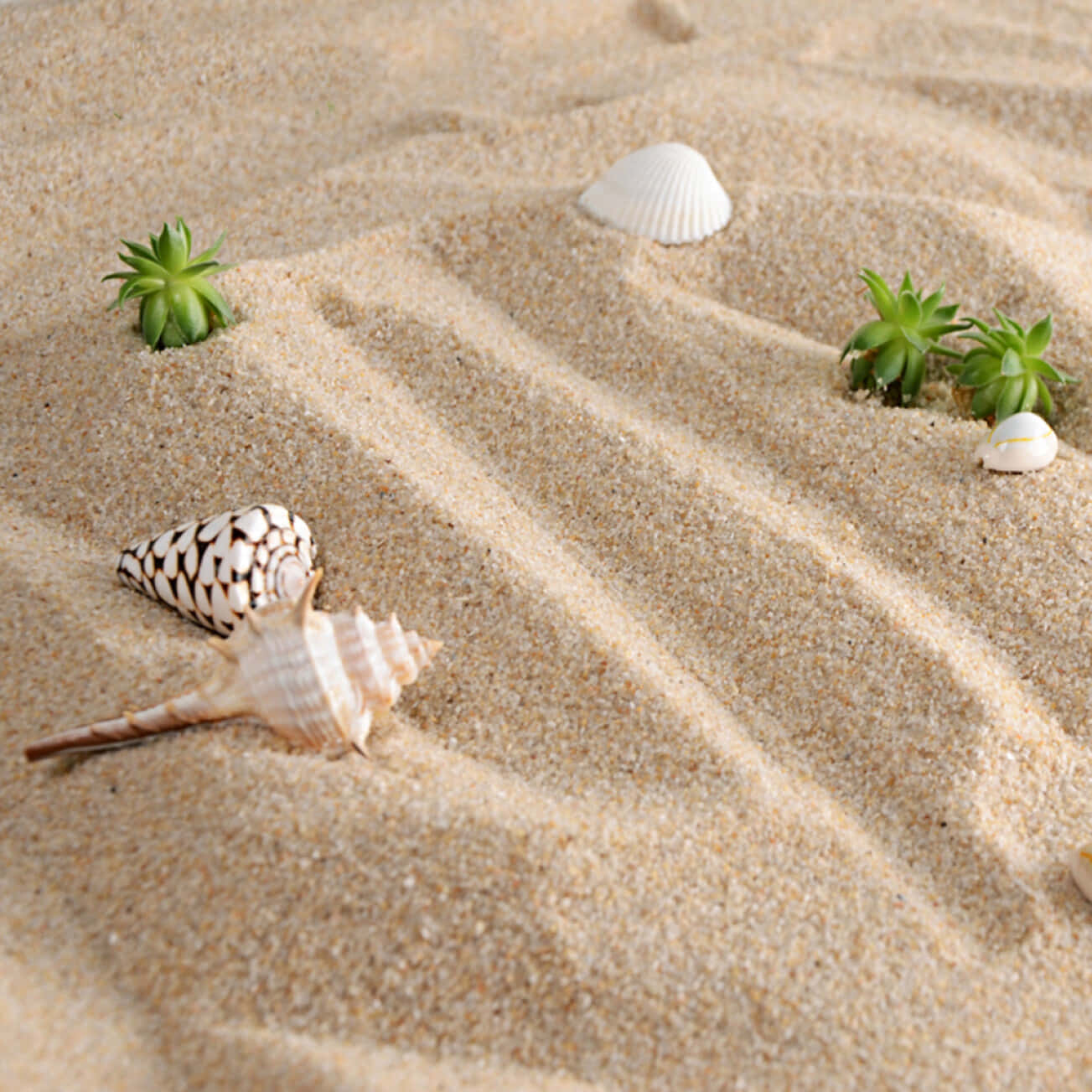Skaller og planter på sandbillede