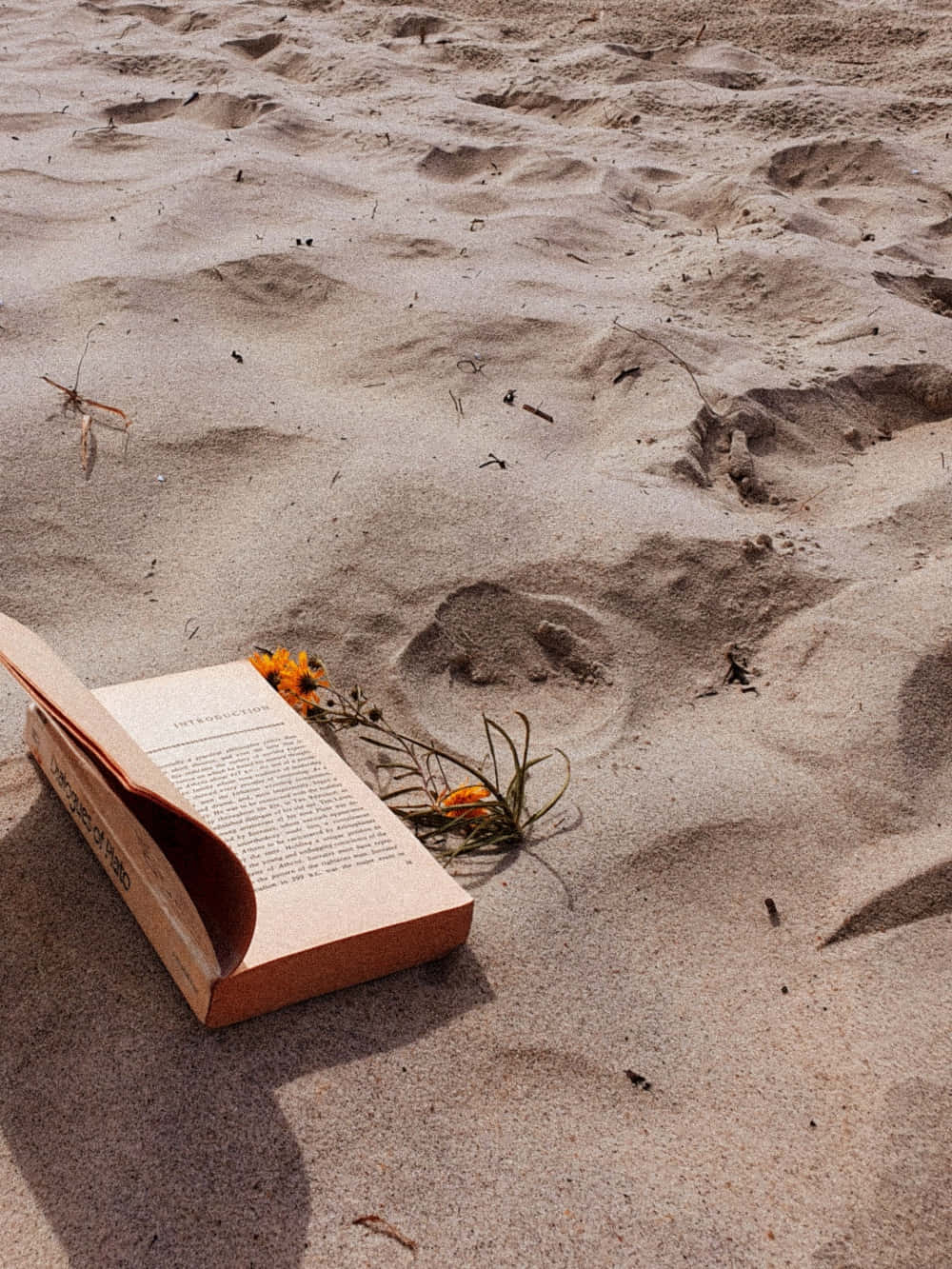 Book And Sunflower On Sand Picture