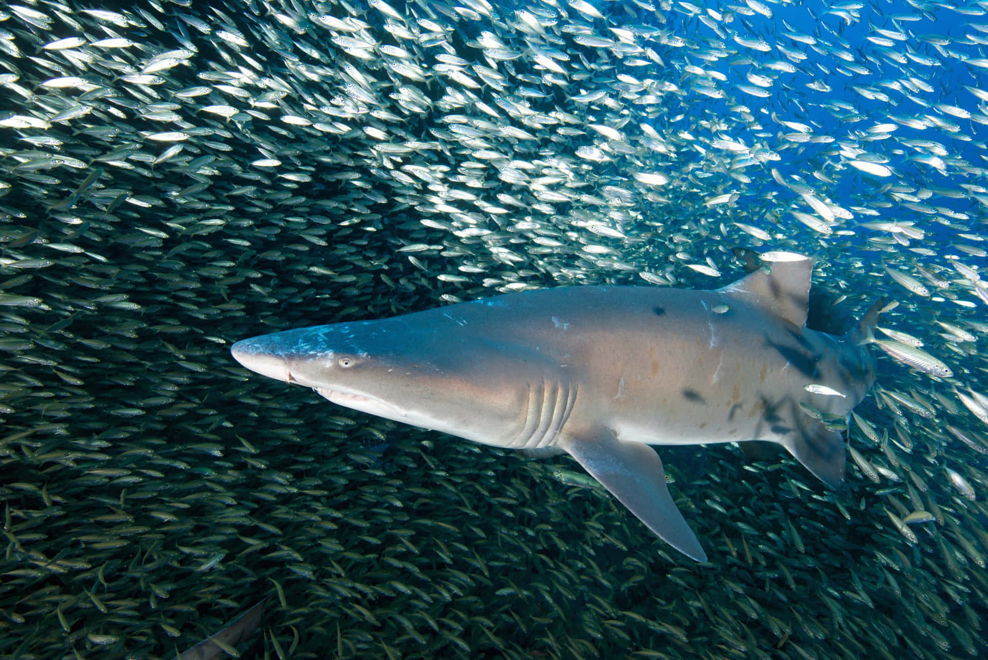 Sand Shark Swimming Among Schoolof Fish Wallpaper