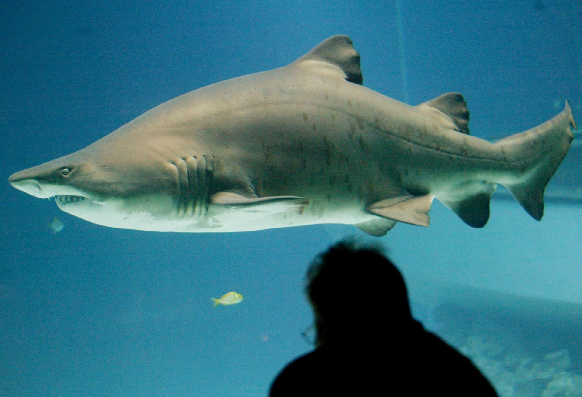 Sand Shark Swimming Aquarium Visitor Silhouette Wallpaper