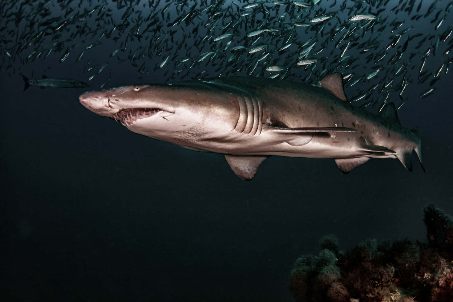 Sand Shark Swimming Underwater Wallpaper
