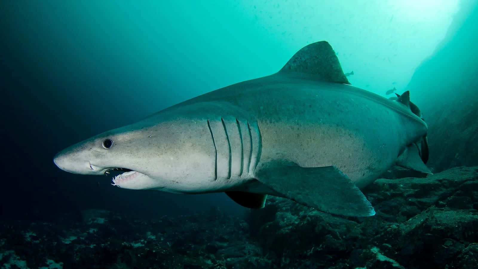 Sand Shark Swimming Underwater.jpg Wallpaper