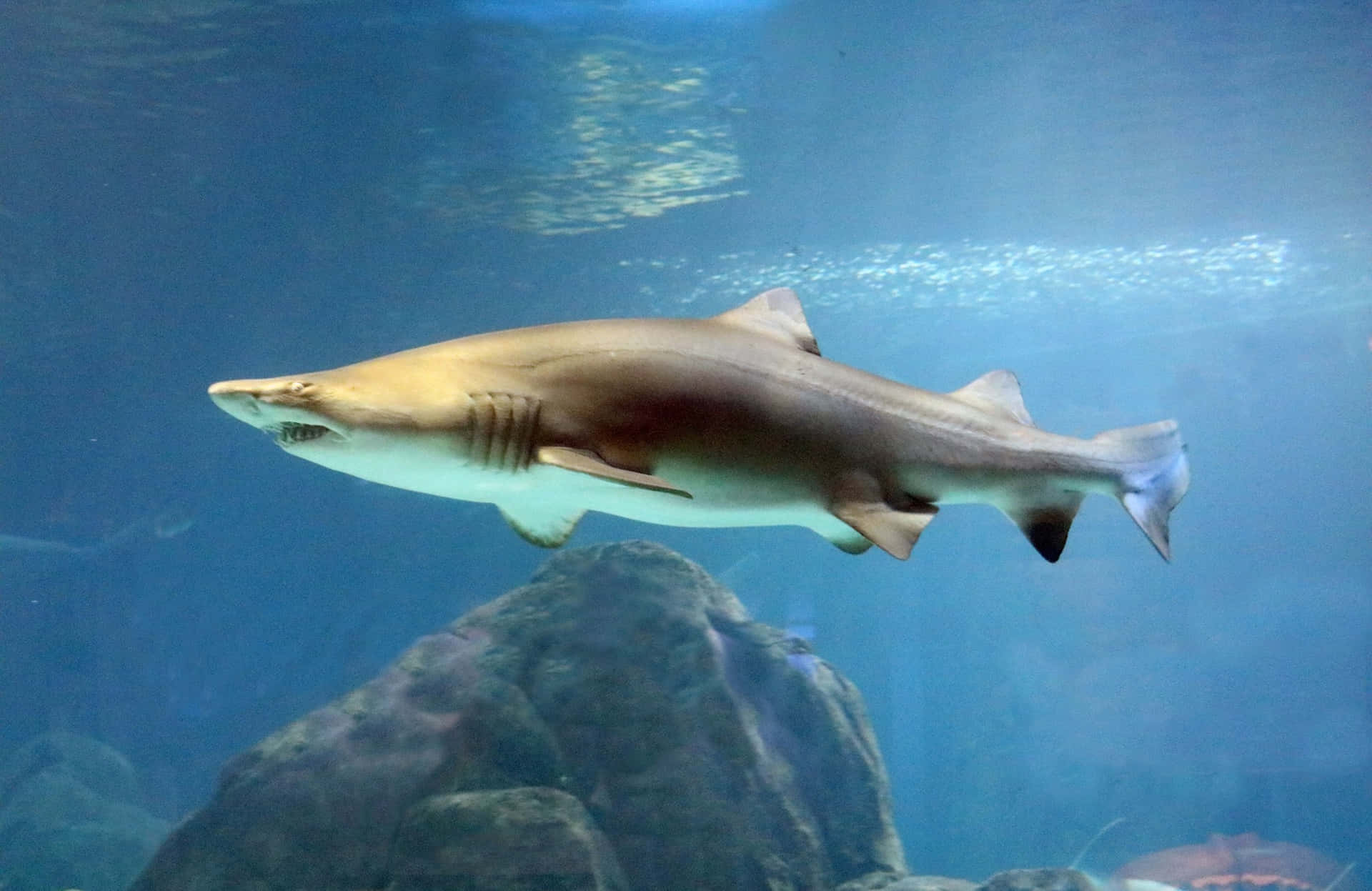 Sand Shark Swimming Underwater.jpg Wallpaper