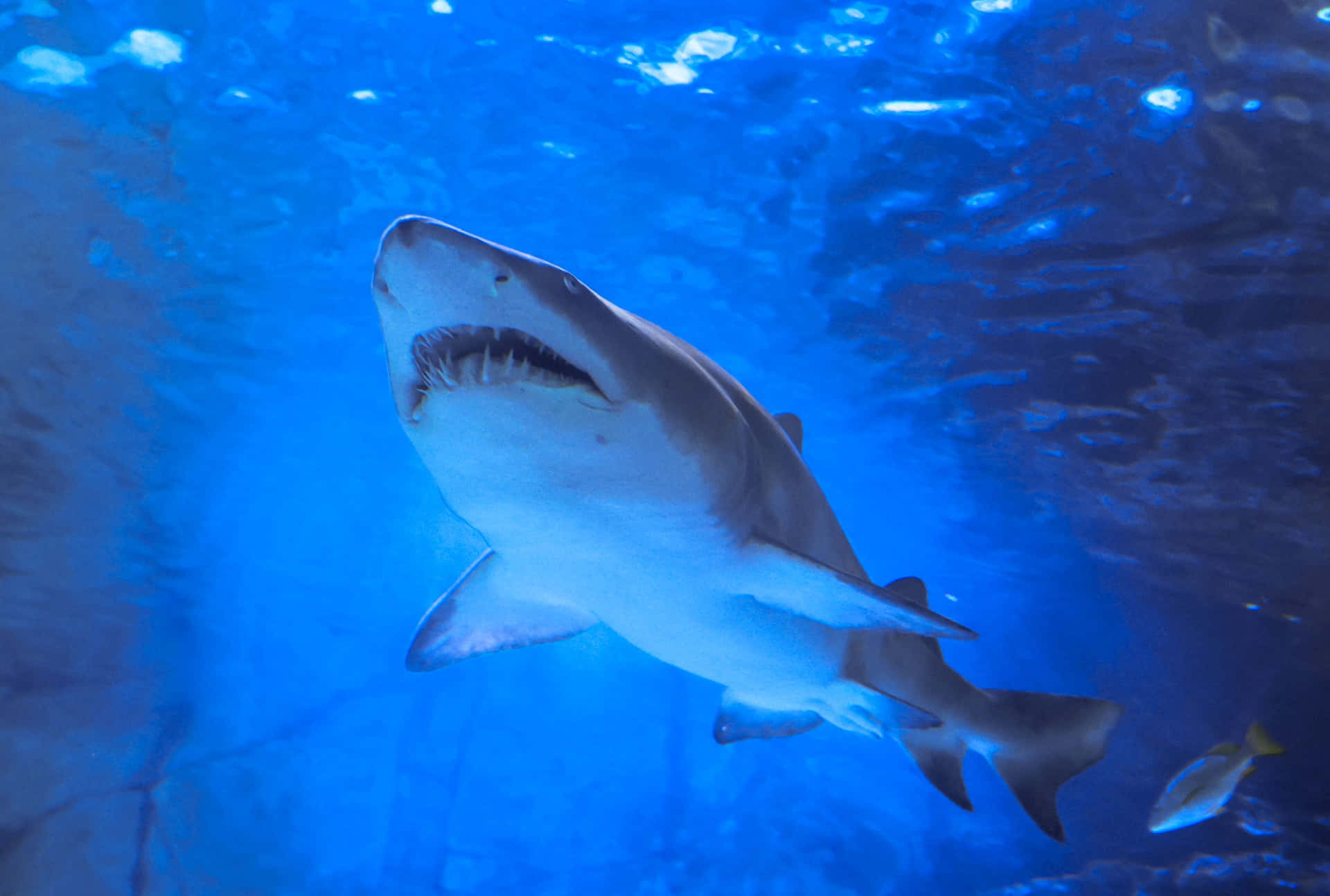Sand Shark Swimming Underwater.jpg Wallpaper