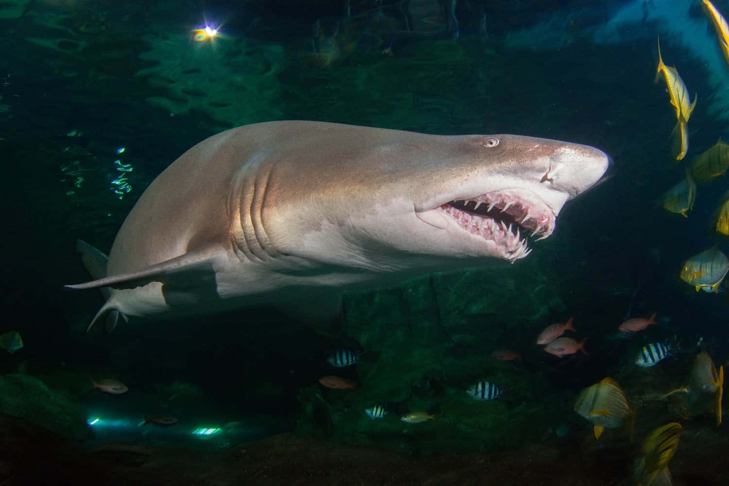 Sand Shark Swimming Underwater.jpg Wallpaper
