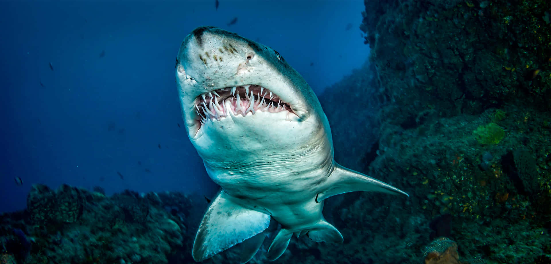 Sand Shark Underwater Predator Wallpaper