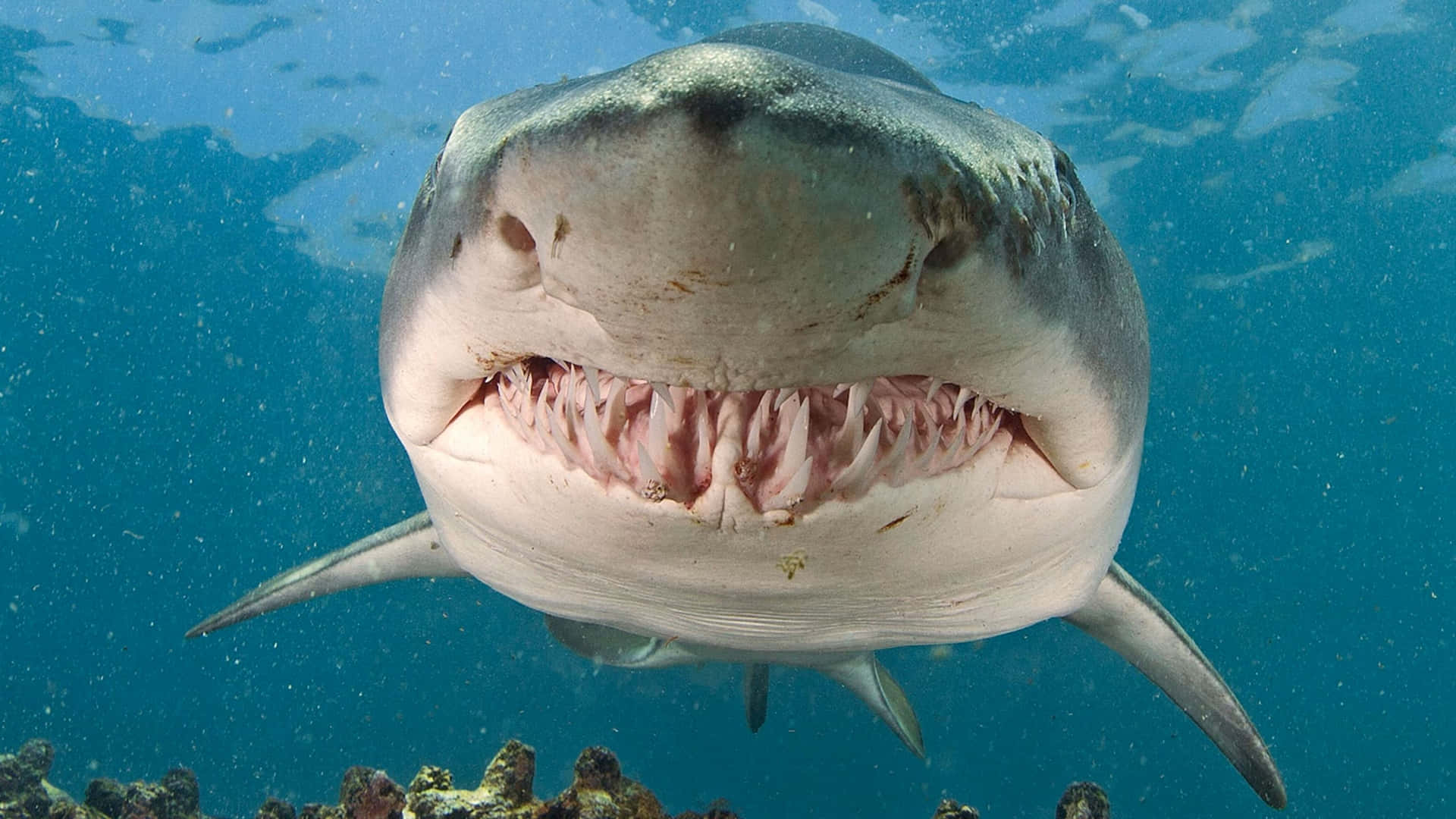 Sand Shark Up Close Underwater.jpg Wallpaper