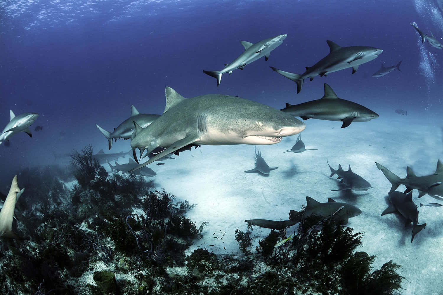 Sand Sharks Swimming Underwater Wallpaper