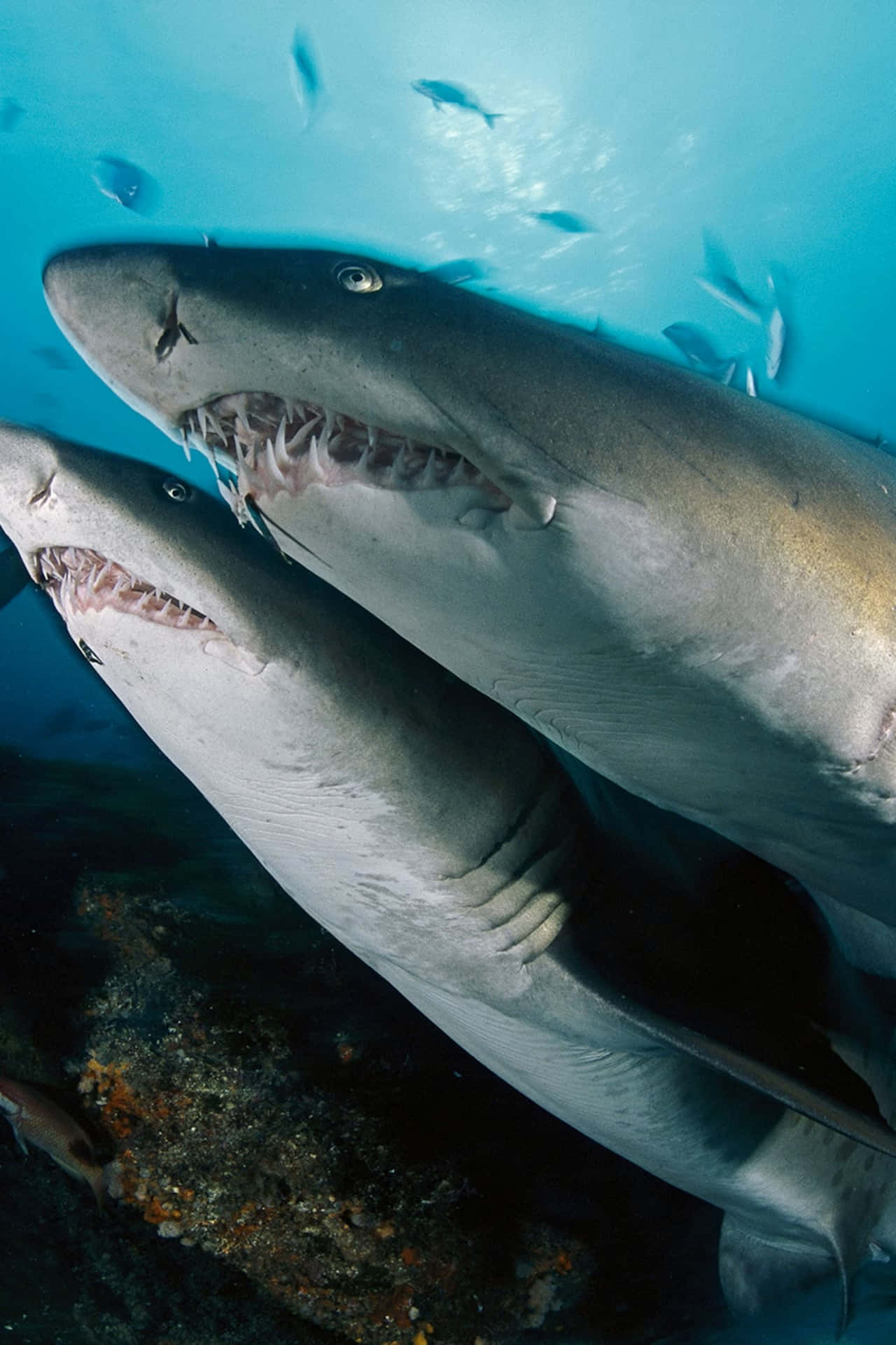 Sand Sharks Swimming Underwater.jpg Wallpaper