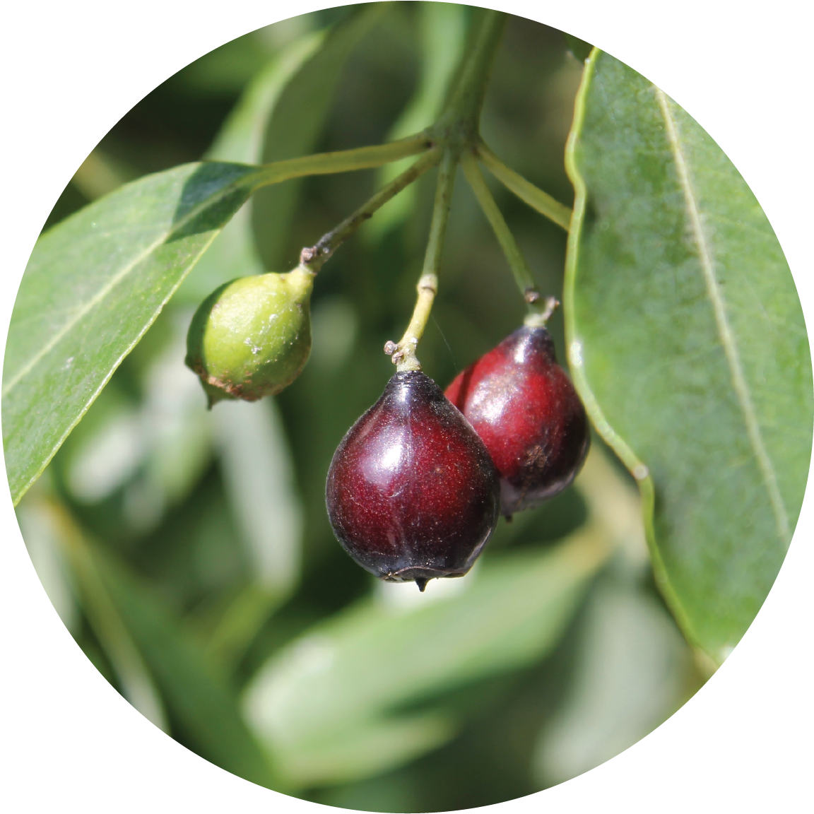Sandalwood Tree Berries PNG