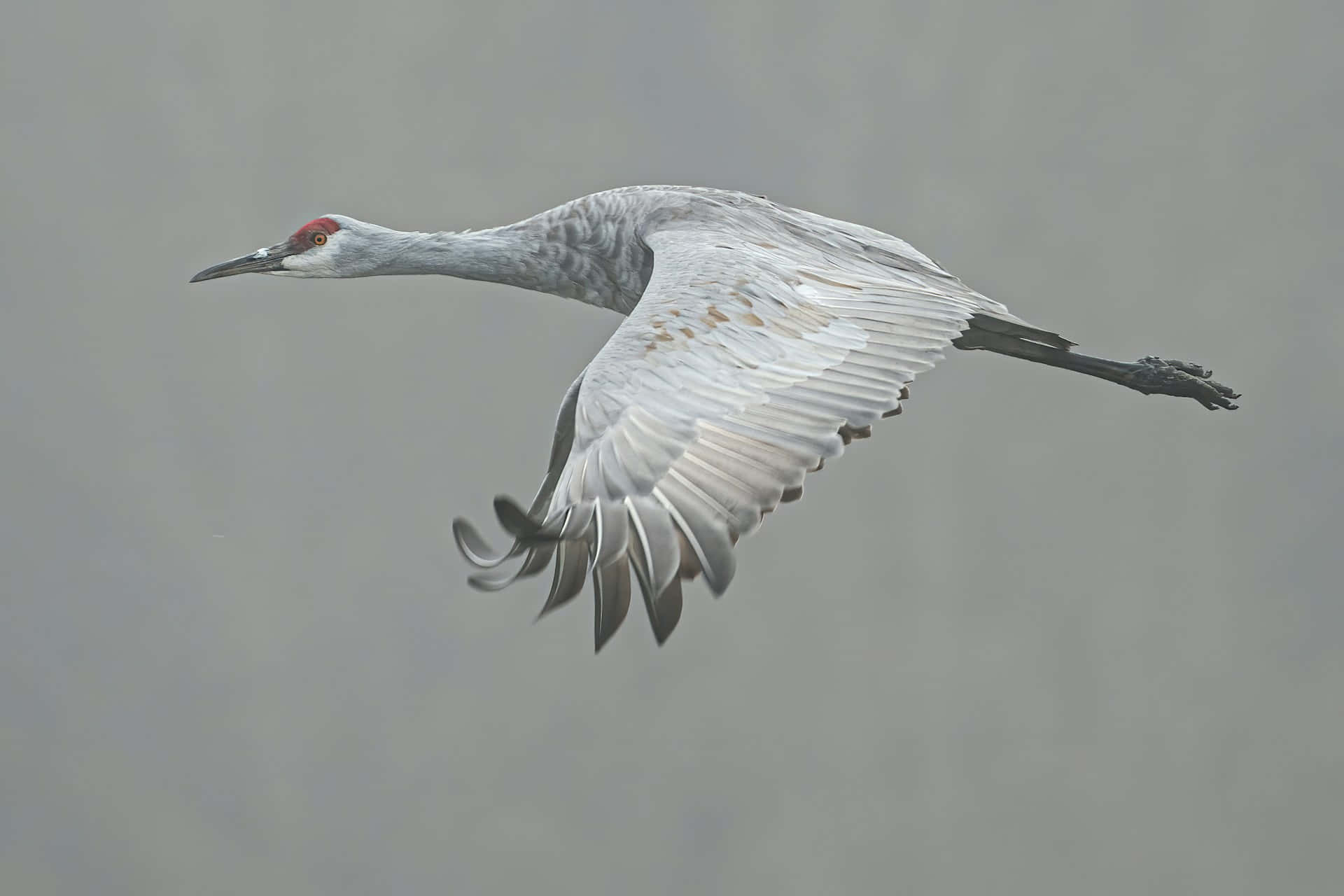 Download Sandhill Crane In Flight Wallpaper | Wallpapers.com