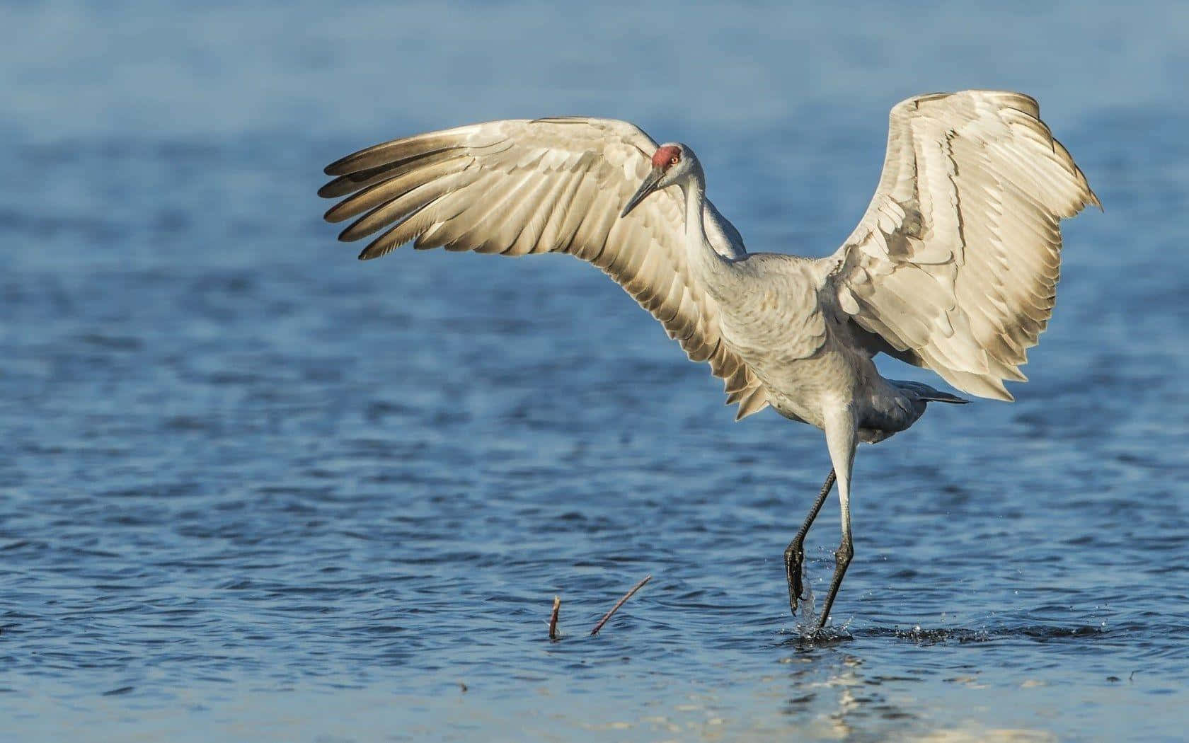 Sandhill Kraanvogel Met Uitgestrekte Vleugels Achtergrond