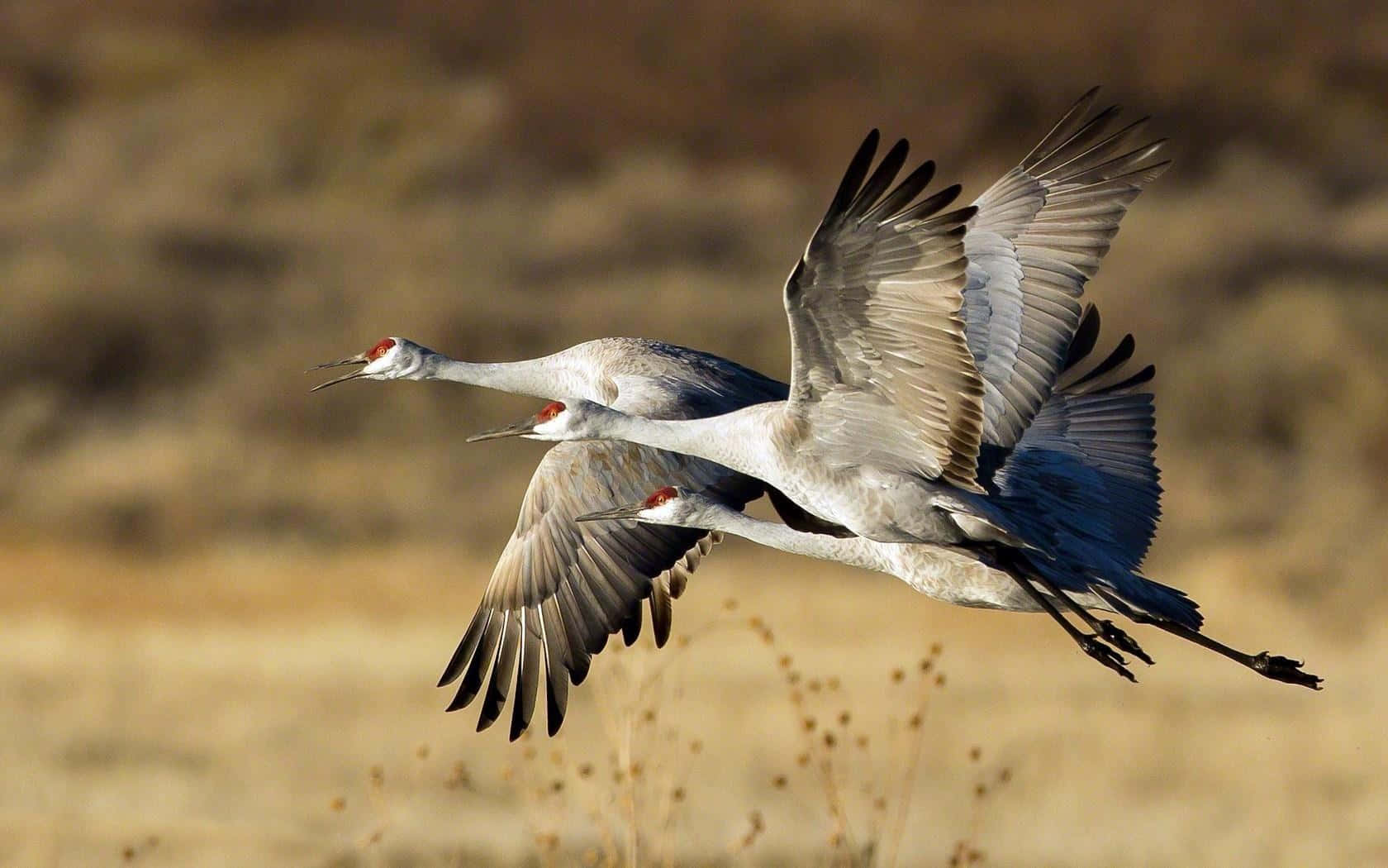 Sandhill_ Cranes_ In_ Flight.jpg Wallpaper