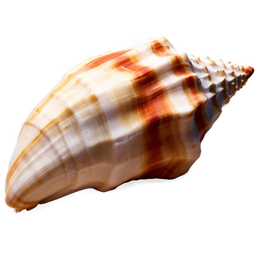 Sandy Beach Conch Shell Png 06132024 PNG