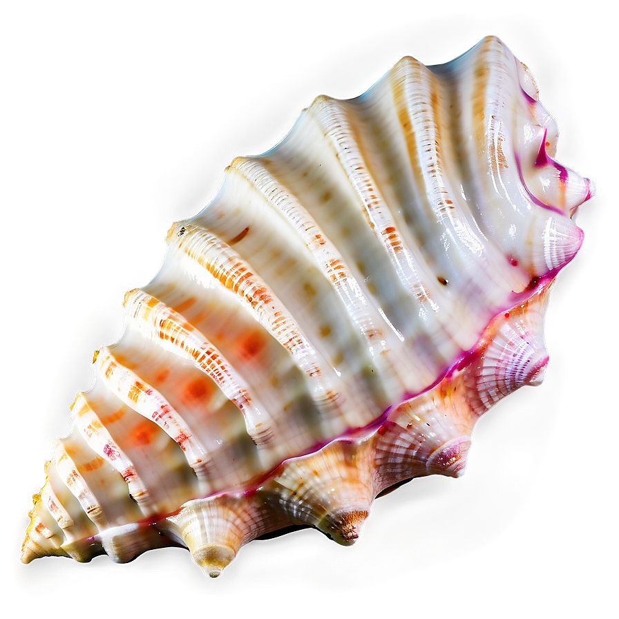 Sandy Beach Conch Shell Png 06132024 PNG