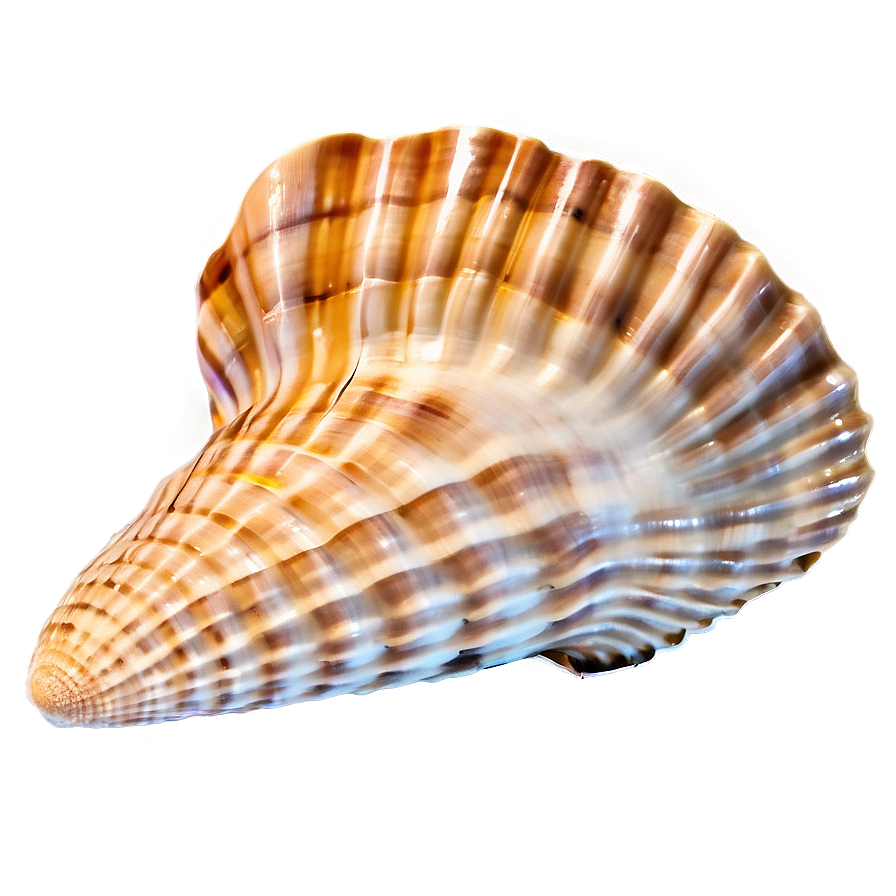 Sandy Beach Shell Png 05212024 PNG