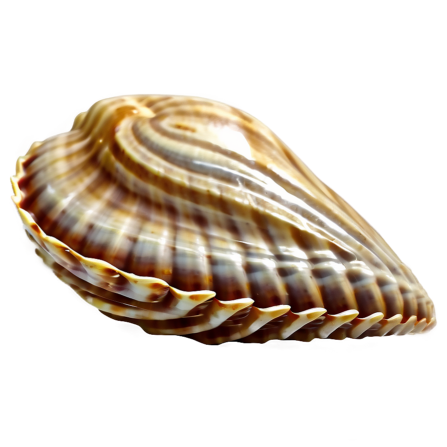 Sandy Beach Shell Png Qor PNG