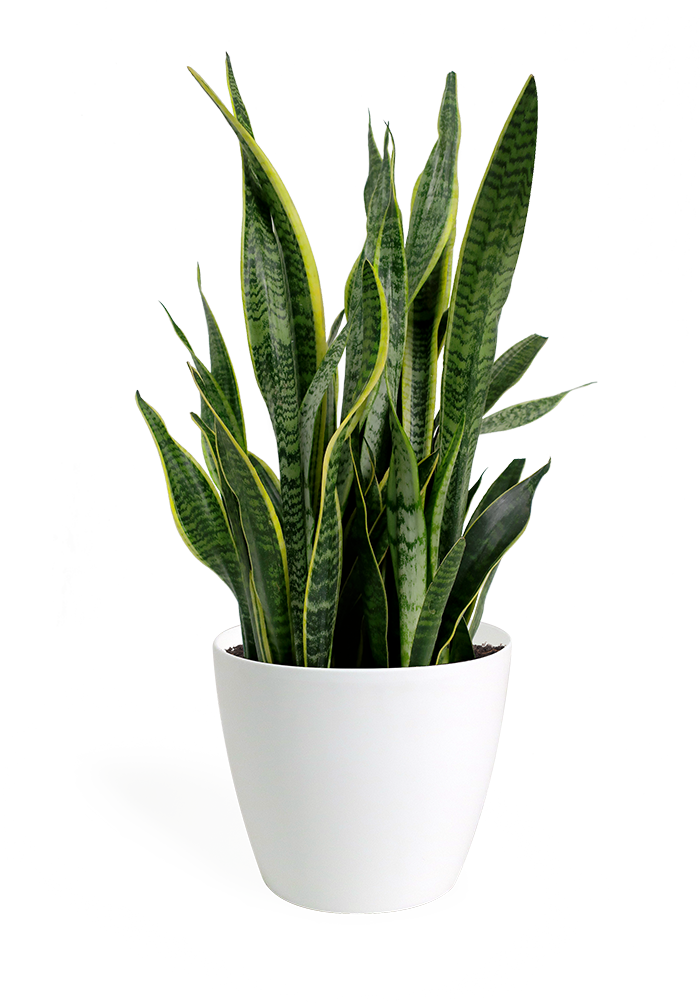 Sansevieria Snake Plantin White Pot PNG