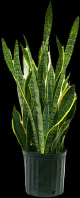 Sansevieria Trifasciata Plant PNG