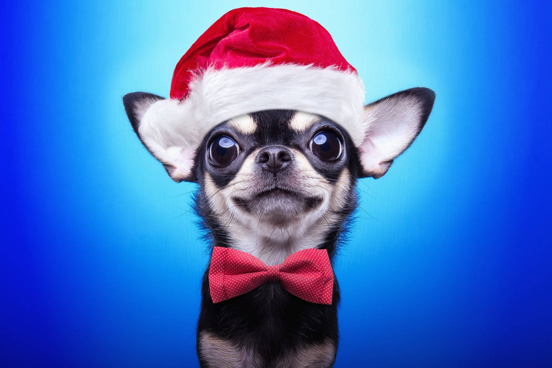 Santa Clause Hat Chihuahua Puppy Dog Background