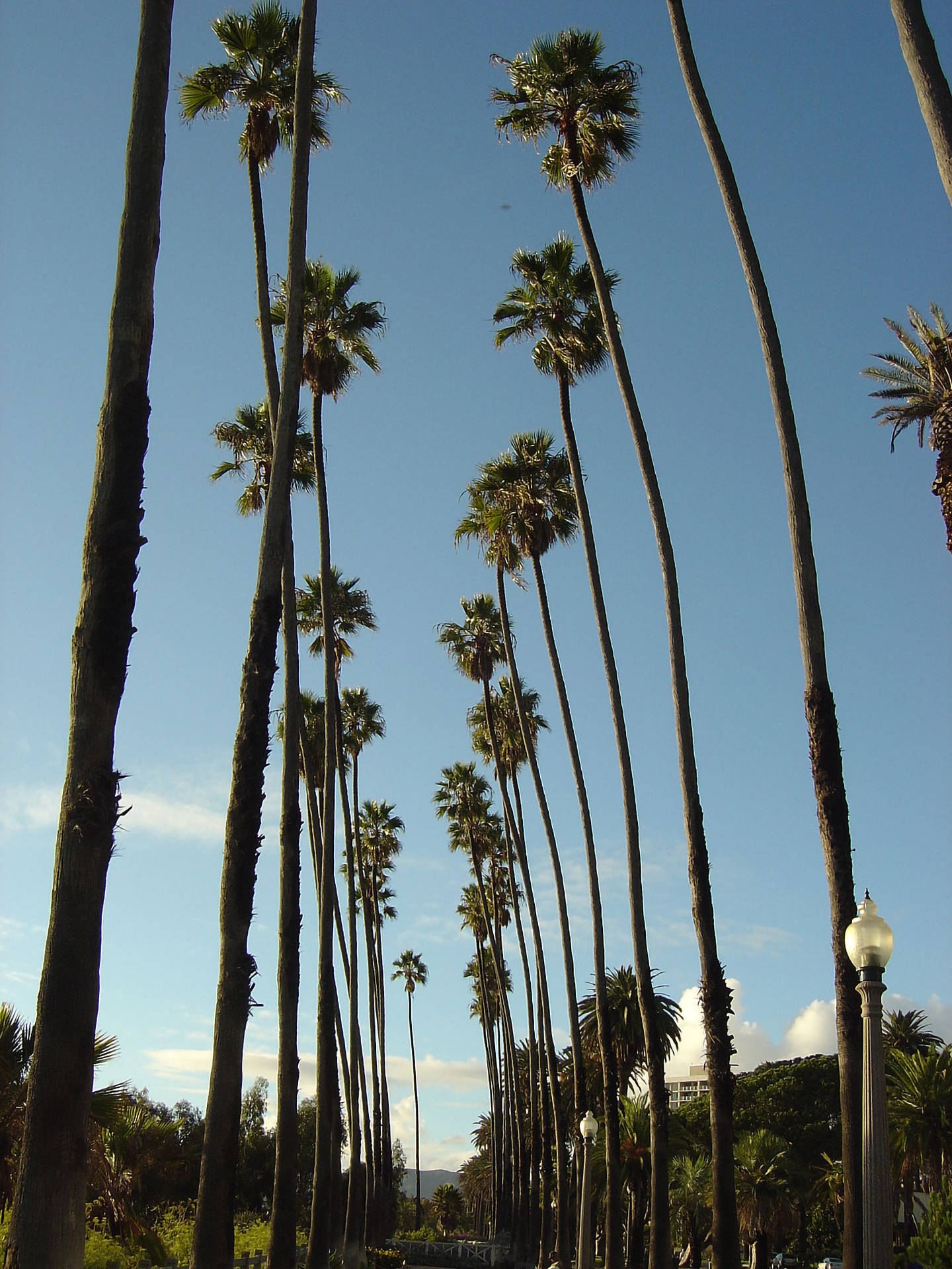 Caption: Basking in the Sunlight: Santa Monica's Signature Palm Trees Wallpaper