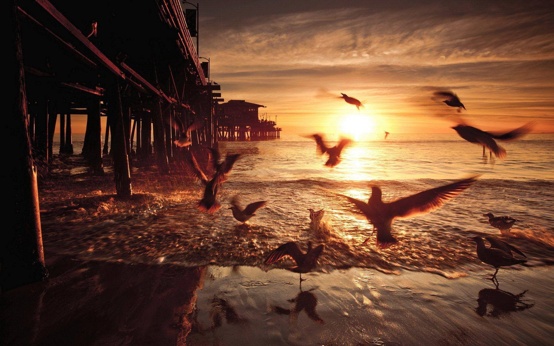 Santa Monica Seagulls Sunset Wallpaper