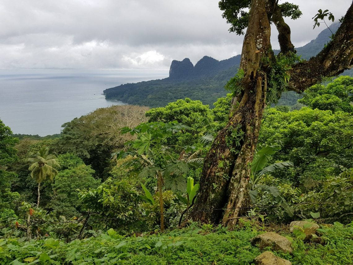 Sao Tome And Principe Forest And Plants Wallpaper