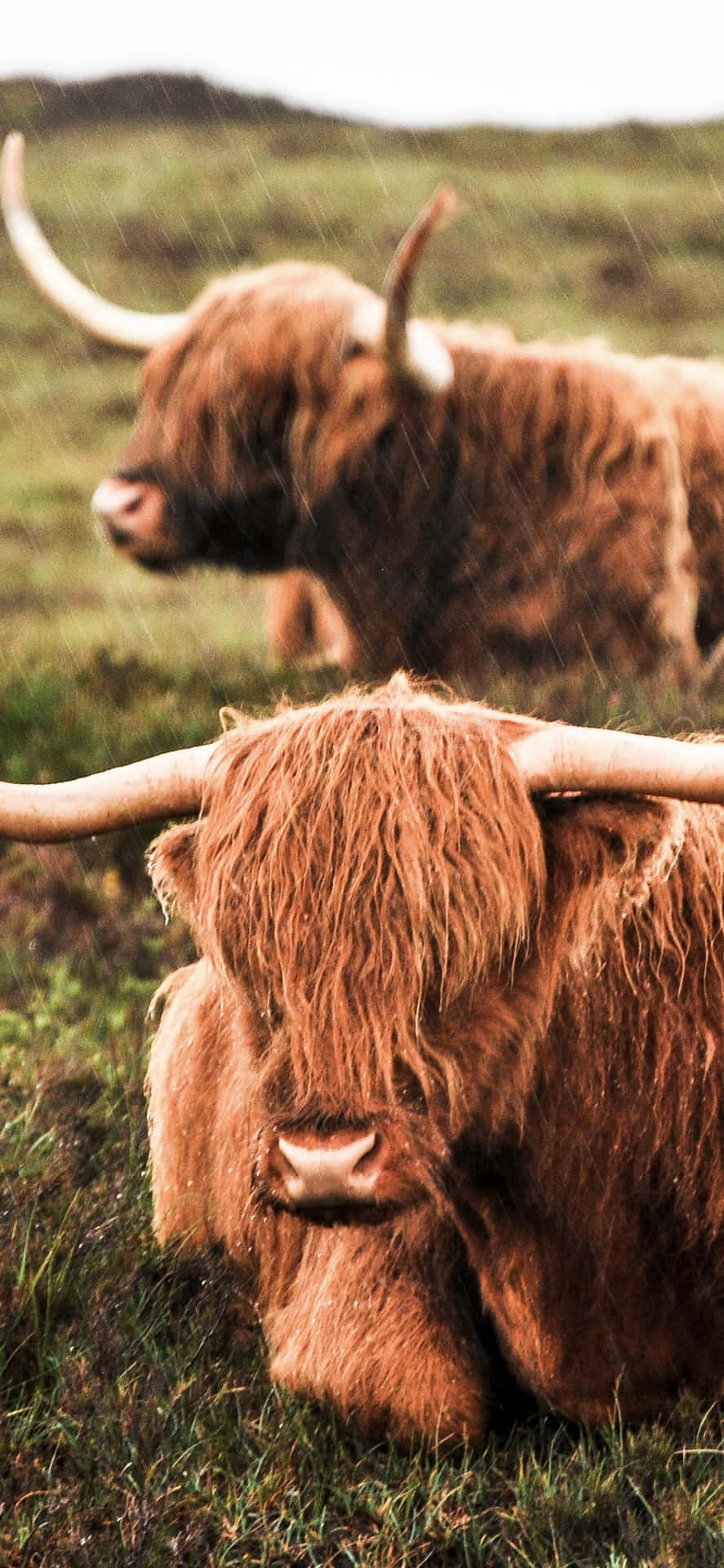 a brown ox with long horns Wallpaper — Two wet highland cattle with long horns rest in a grassy field under light rain.
