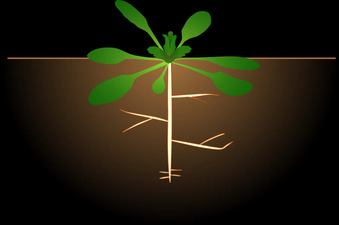 Sapling Roots Vector Illustration PNG
