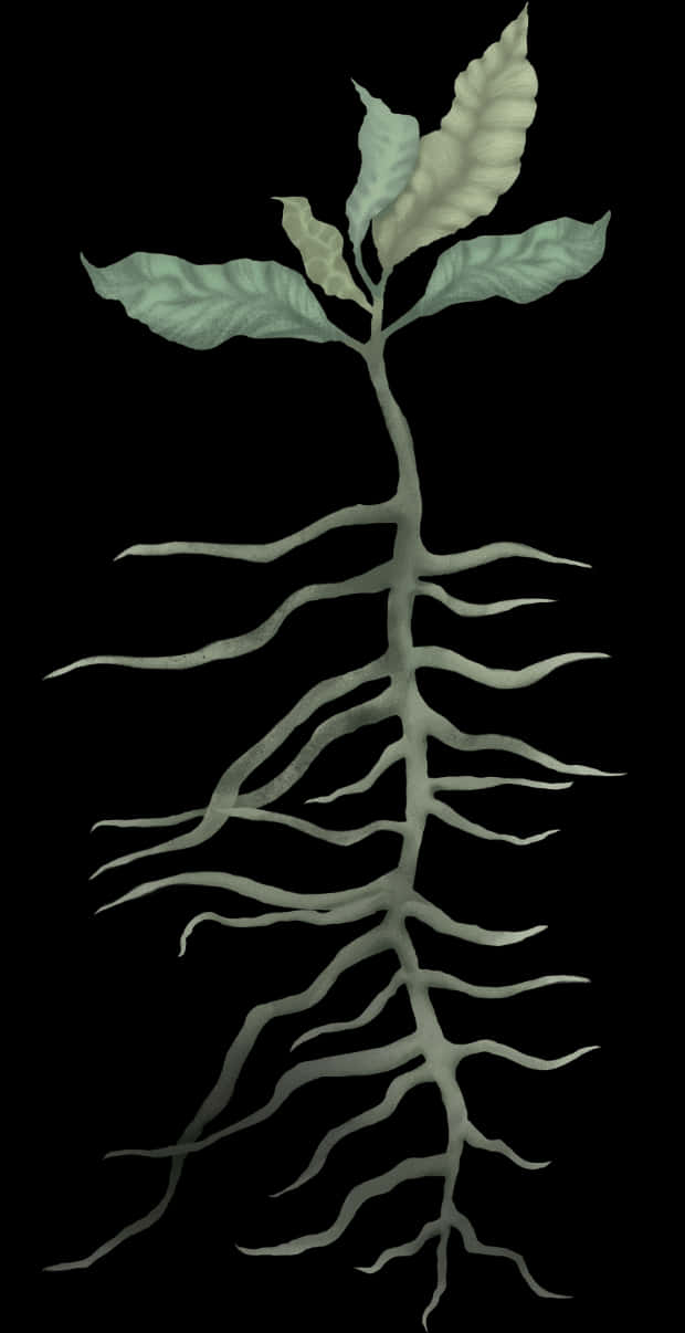 Sapling With Roots Artistic Representation PNG