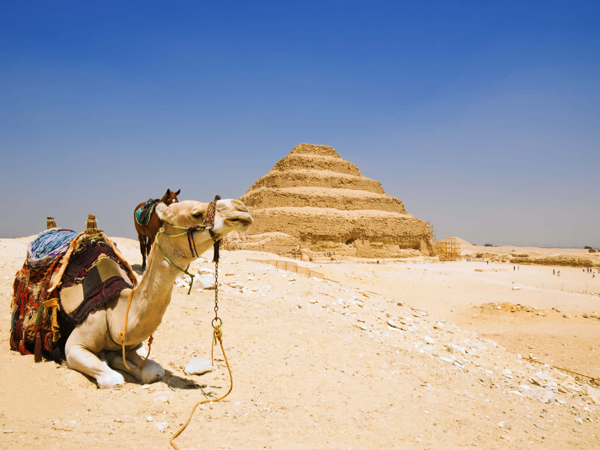 Saqqara Pyramid Camel Wallpaper