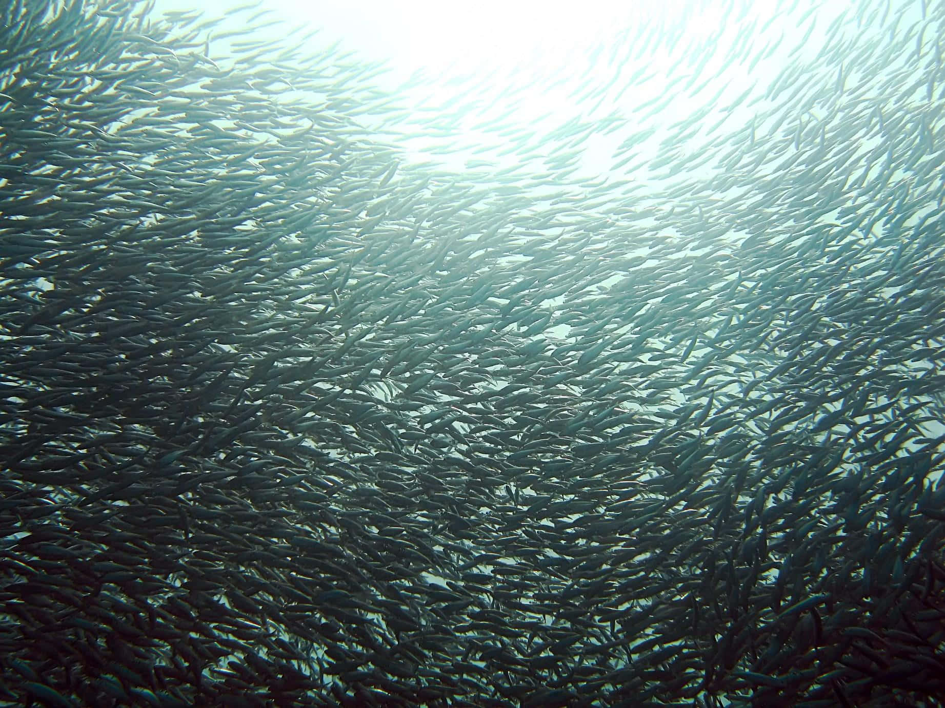 Sardine School Underwater Swarm Wallpaper