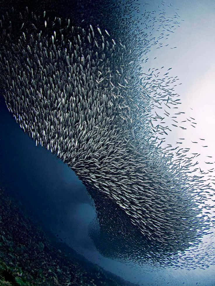 Sardine_ Shimmer_ Underwater_ Swarm.jpg Wallpaper