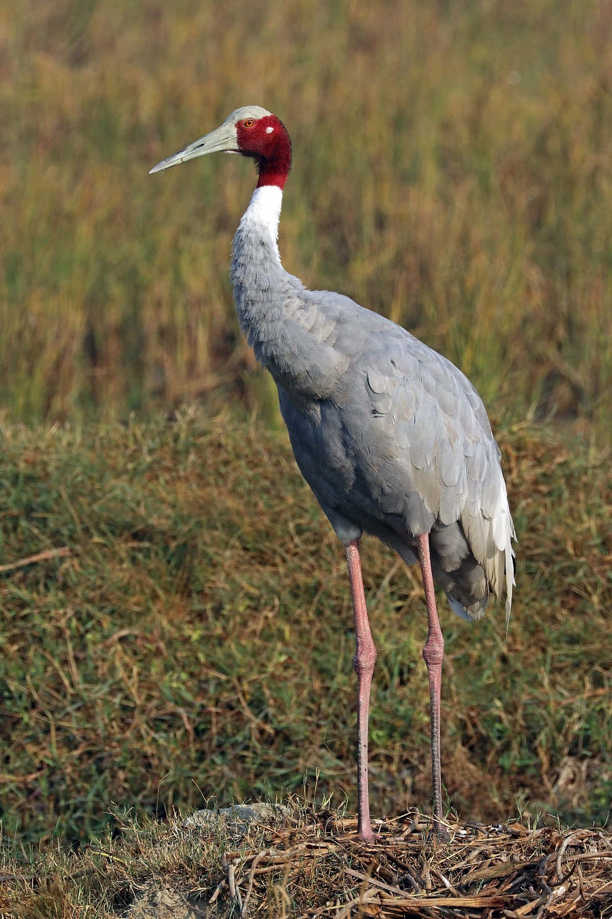 Sarus Crane Standing Tall Wallpaper