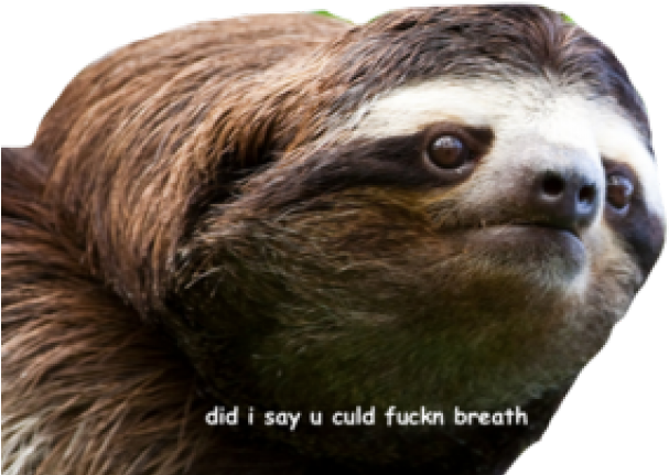Sassy Sloth Meme PNG