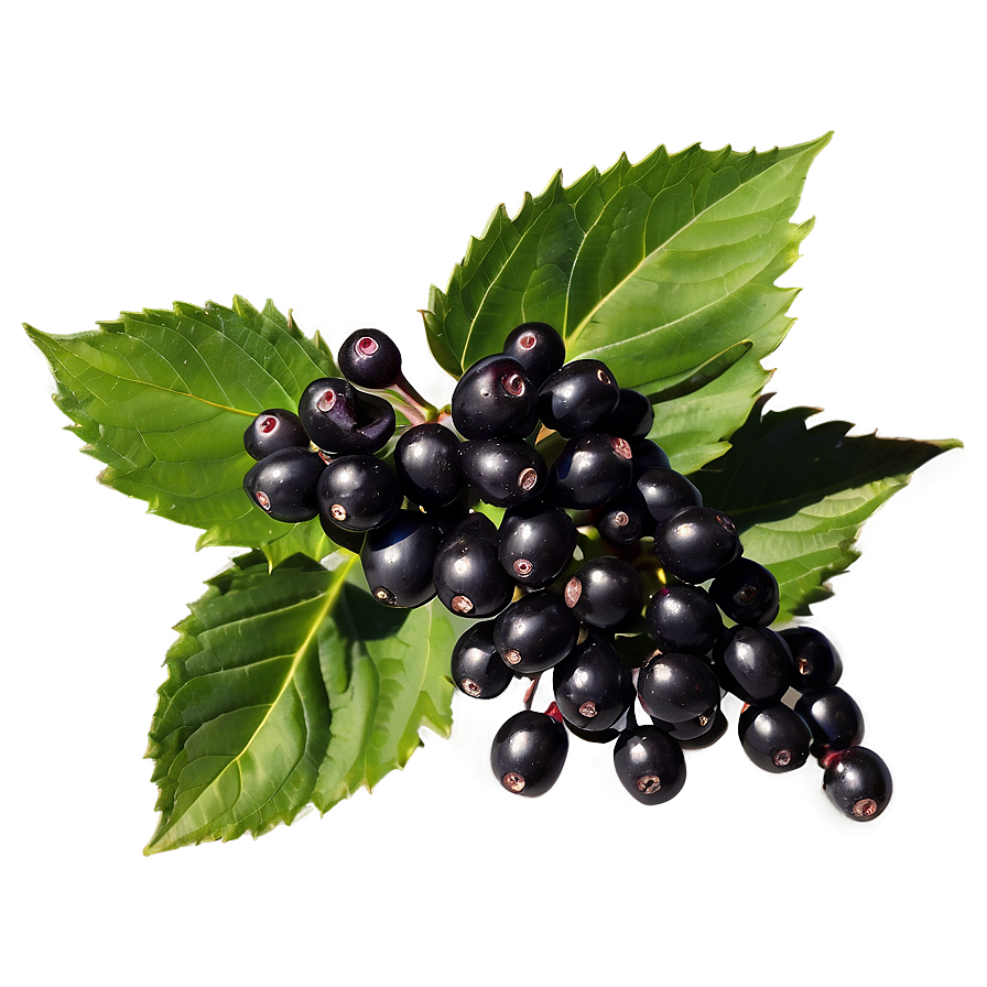 Download Satisfying Elderberry Png 05232024 | Wallpapers.com