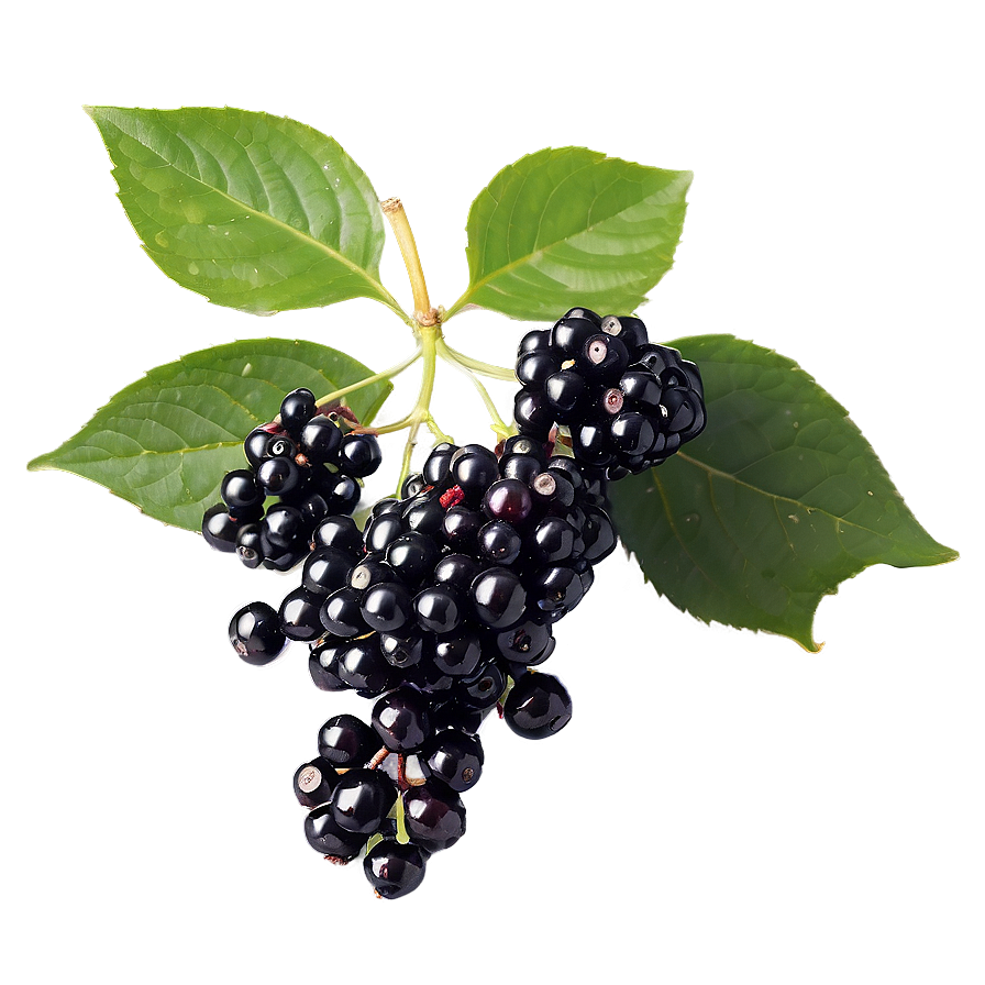 Satisfying Elderberry Png Fng PNG