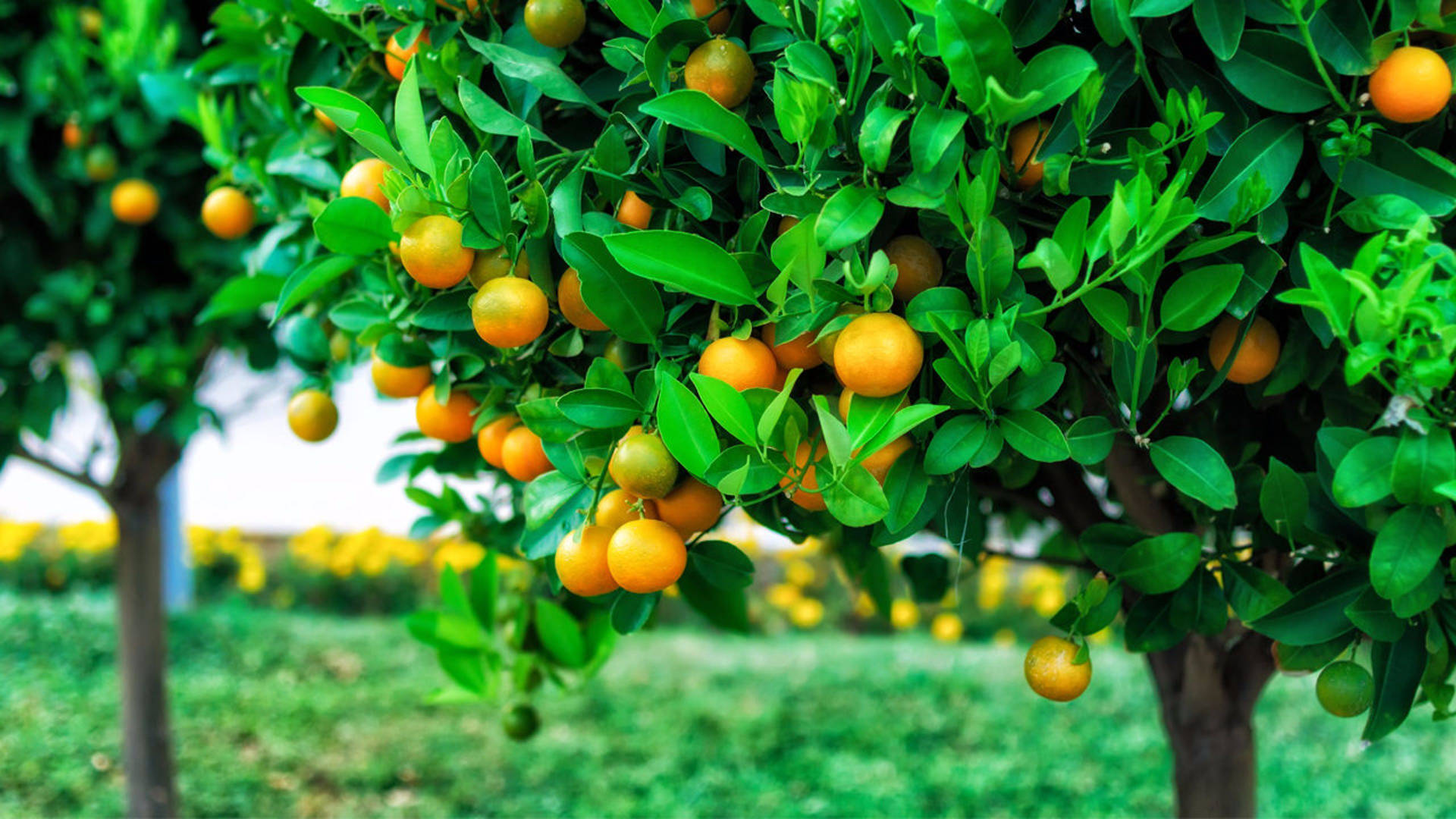 Satsuma Mandarin Growing On Tree Wallpaper