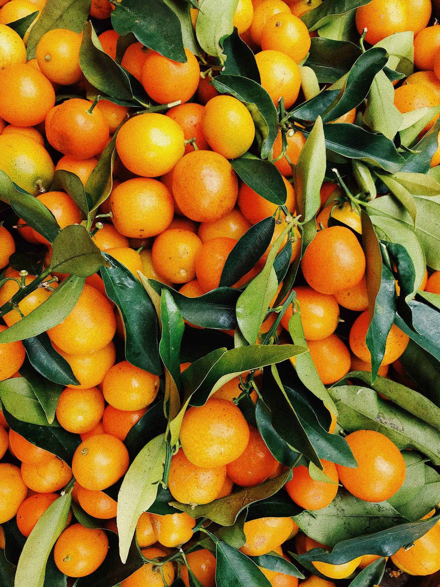 Satsuma Mandarin Yellow-orange Fruit Wallpaper