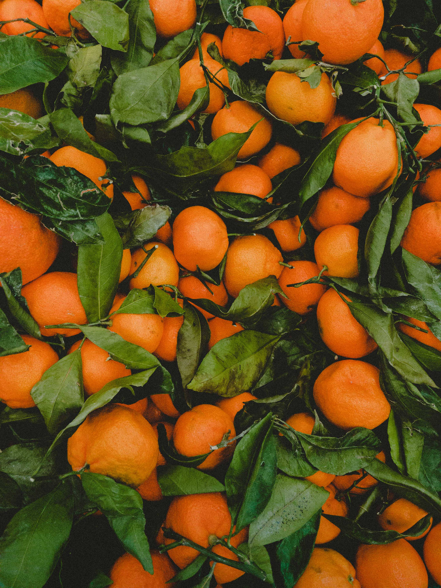 Satsuma Sweet Orange Fruit Wallpaper