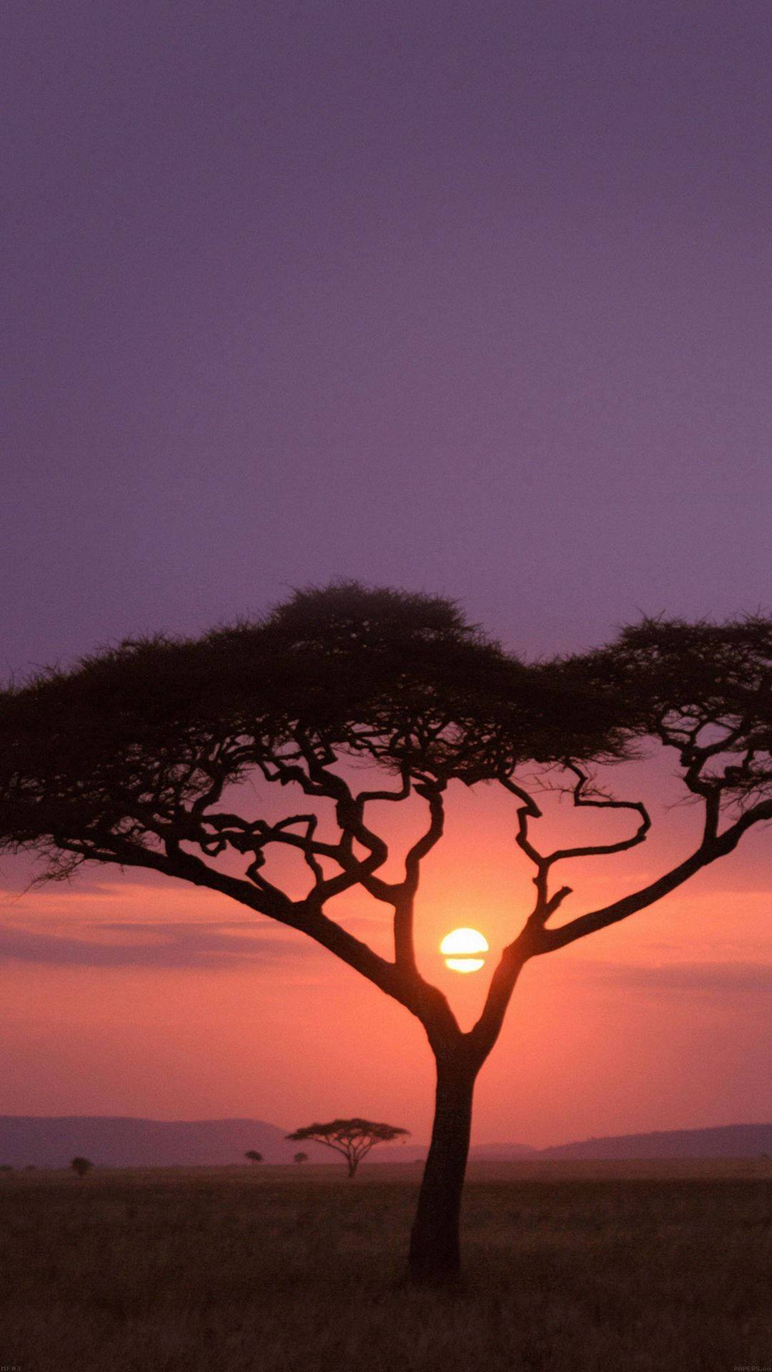 Savanna Tree Africa Iphone Background