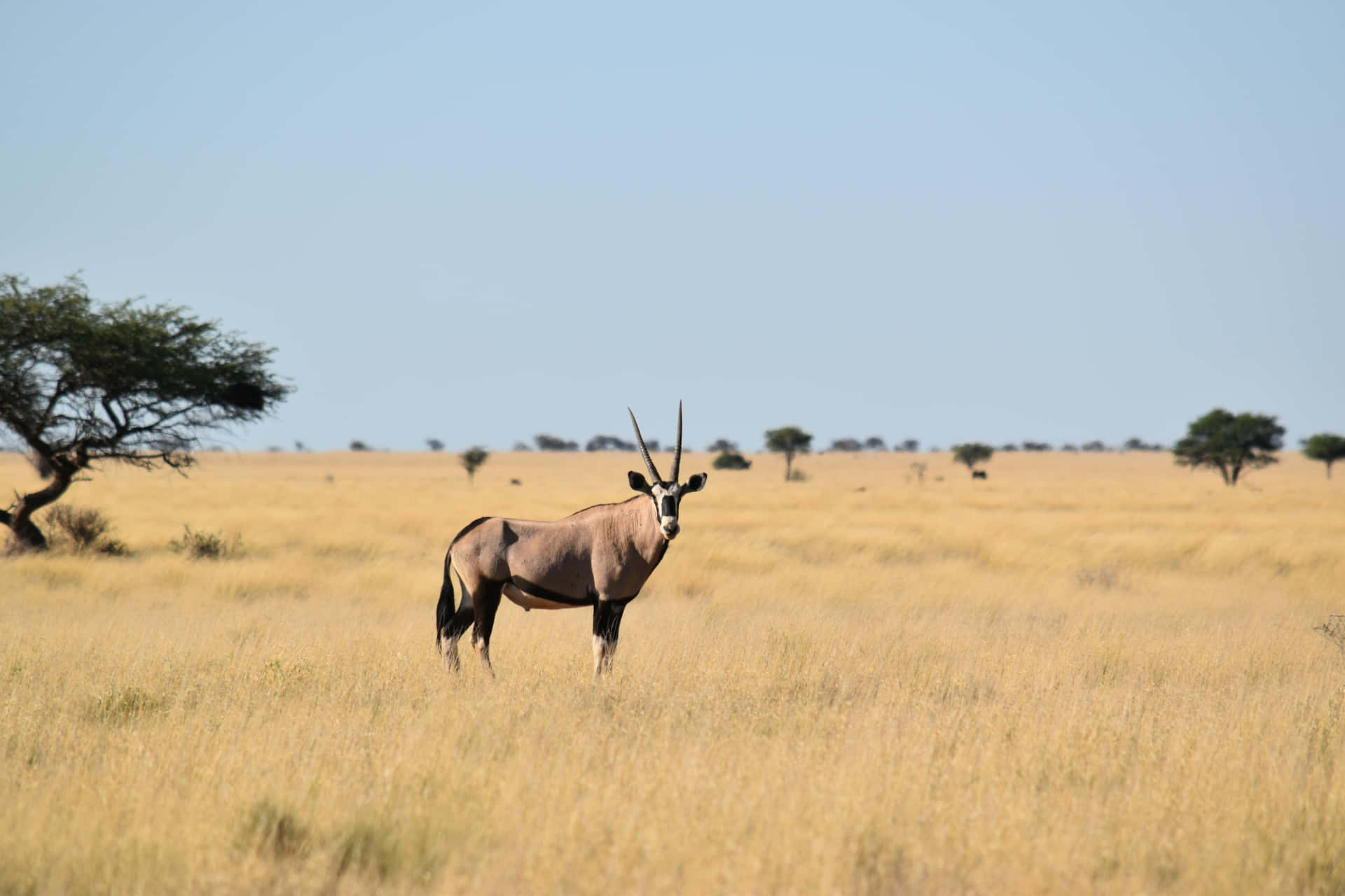 Antelope Savana Berdiri Tinggi Wallpaper