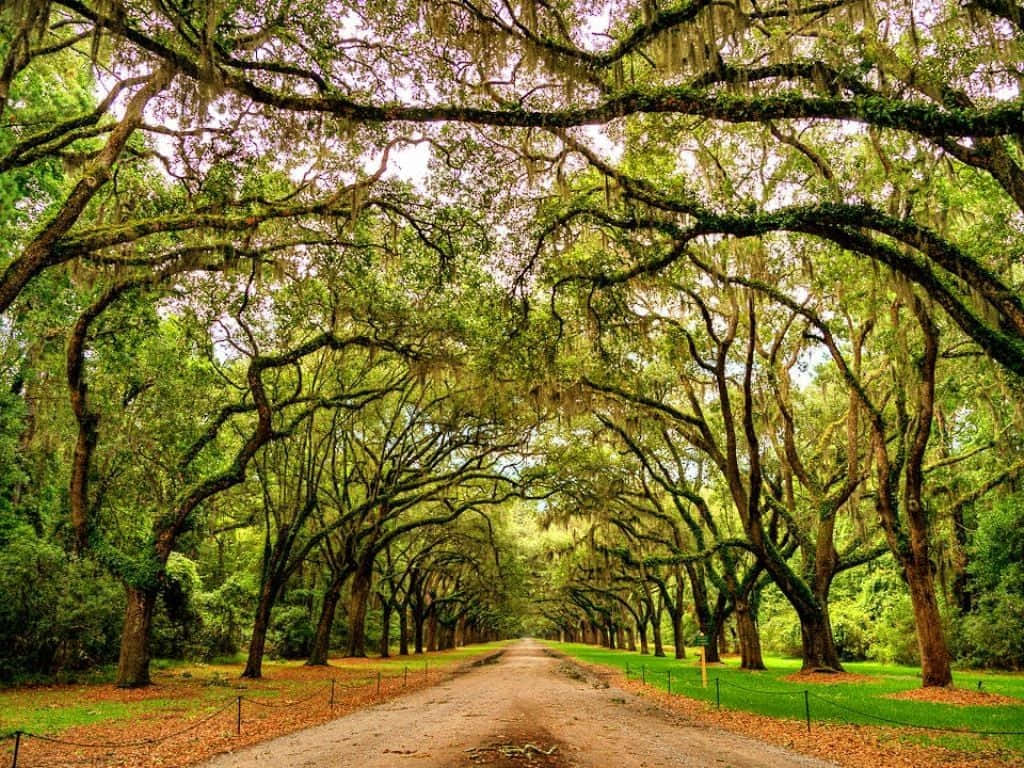 Denandlöst Vackra Skönheten I Savannah