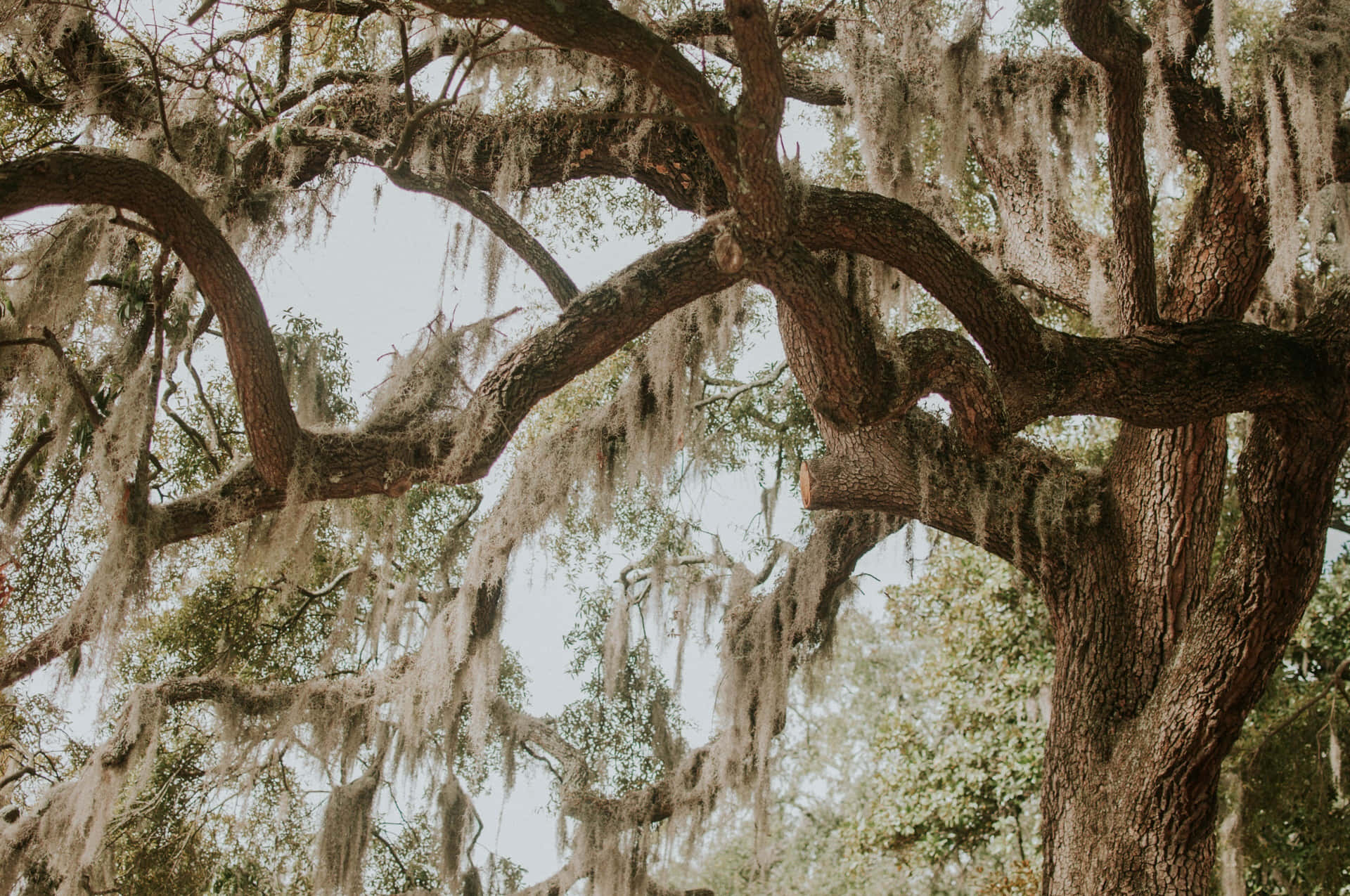 "Majestic Live Oak Trees Facing River in Savannah Georgia"