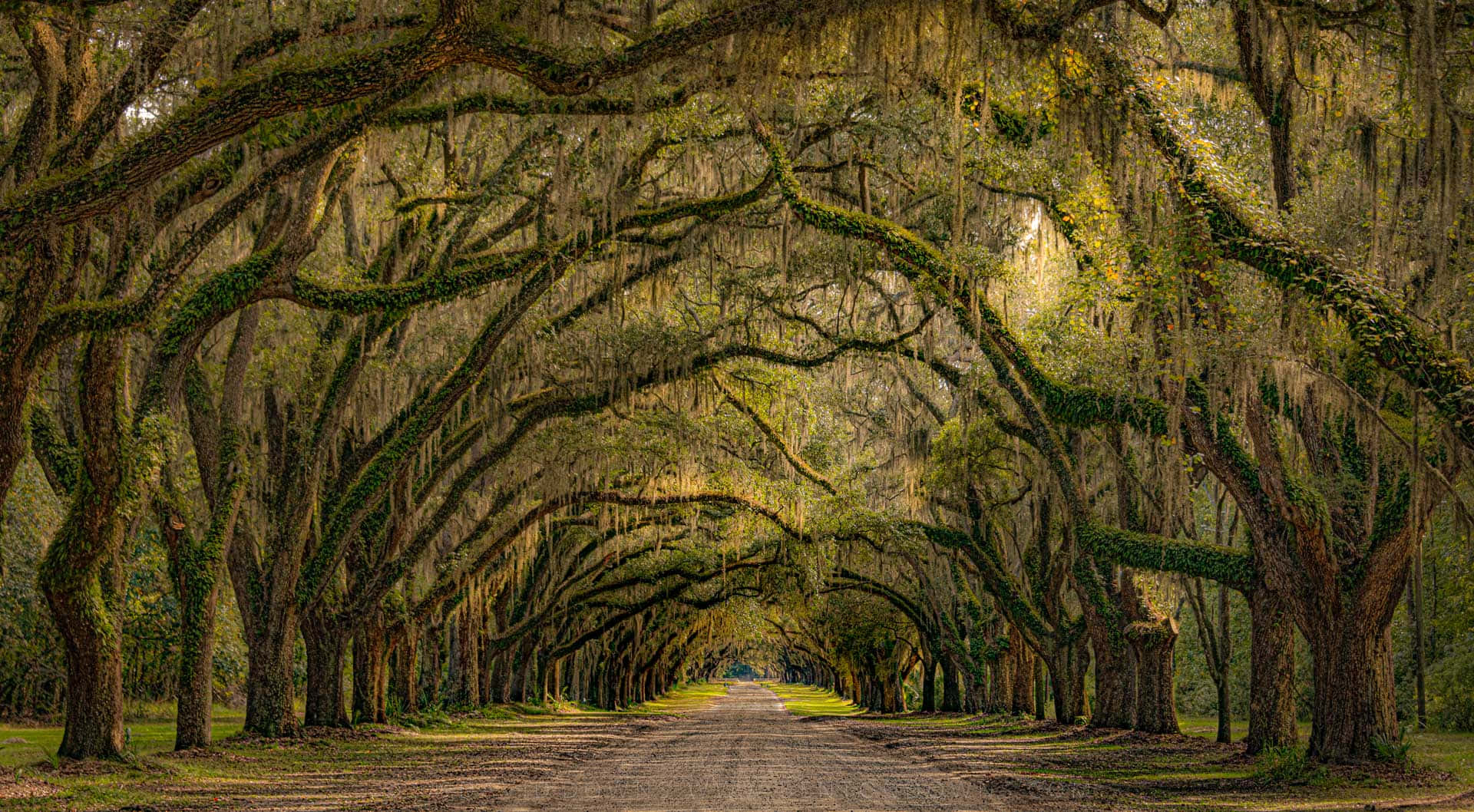 A Road Lined With Trees