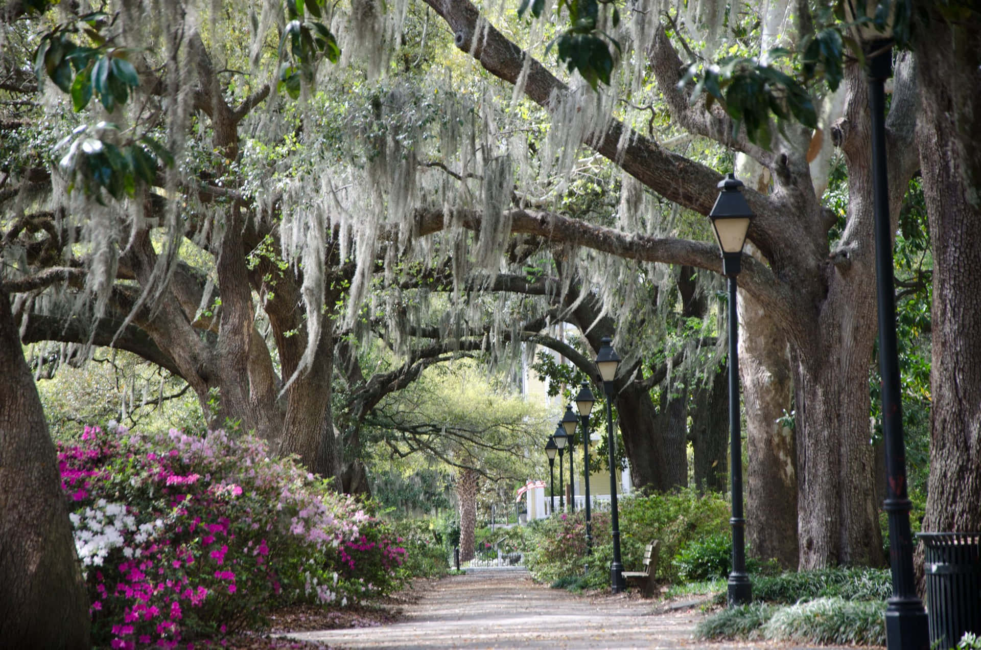 Enjoy the beauty of Savannah!