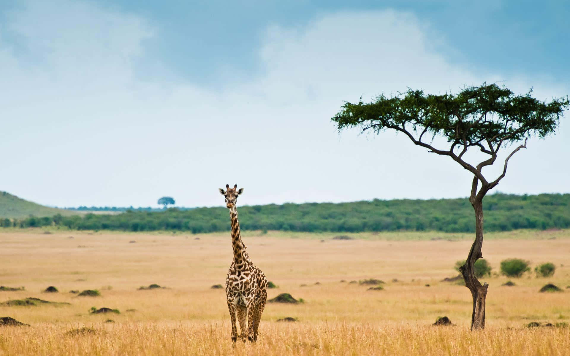 Savannah Giraffeand Acacia Tree Wallpaper